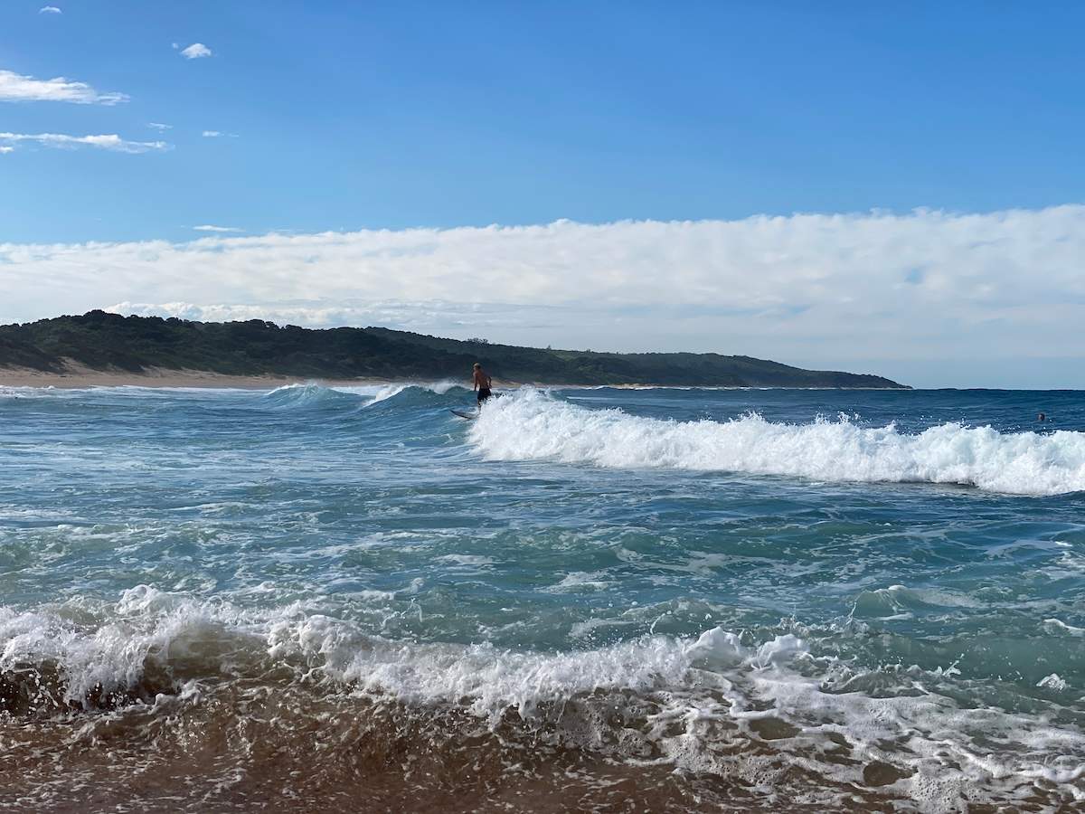 A surfer rides a wave with a lush, green coastline in the background at Zinkwazi.
