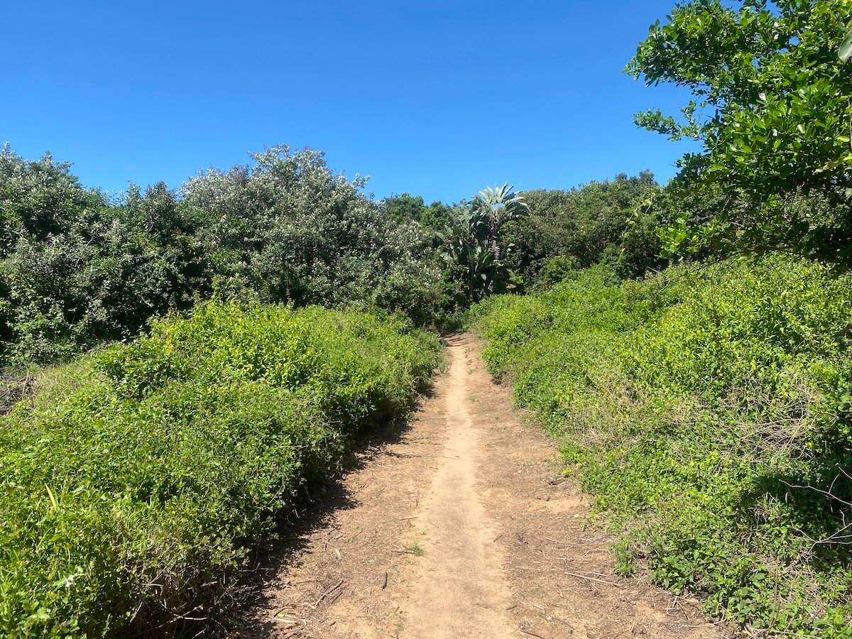 The Zinkwazi Forest trail winding through lush green coastal foliage under a clear blue sky in Zinkwazi.