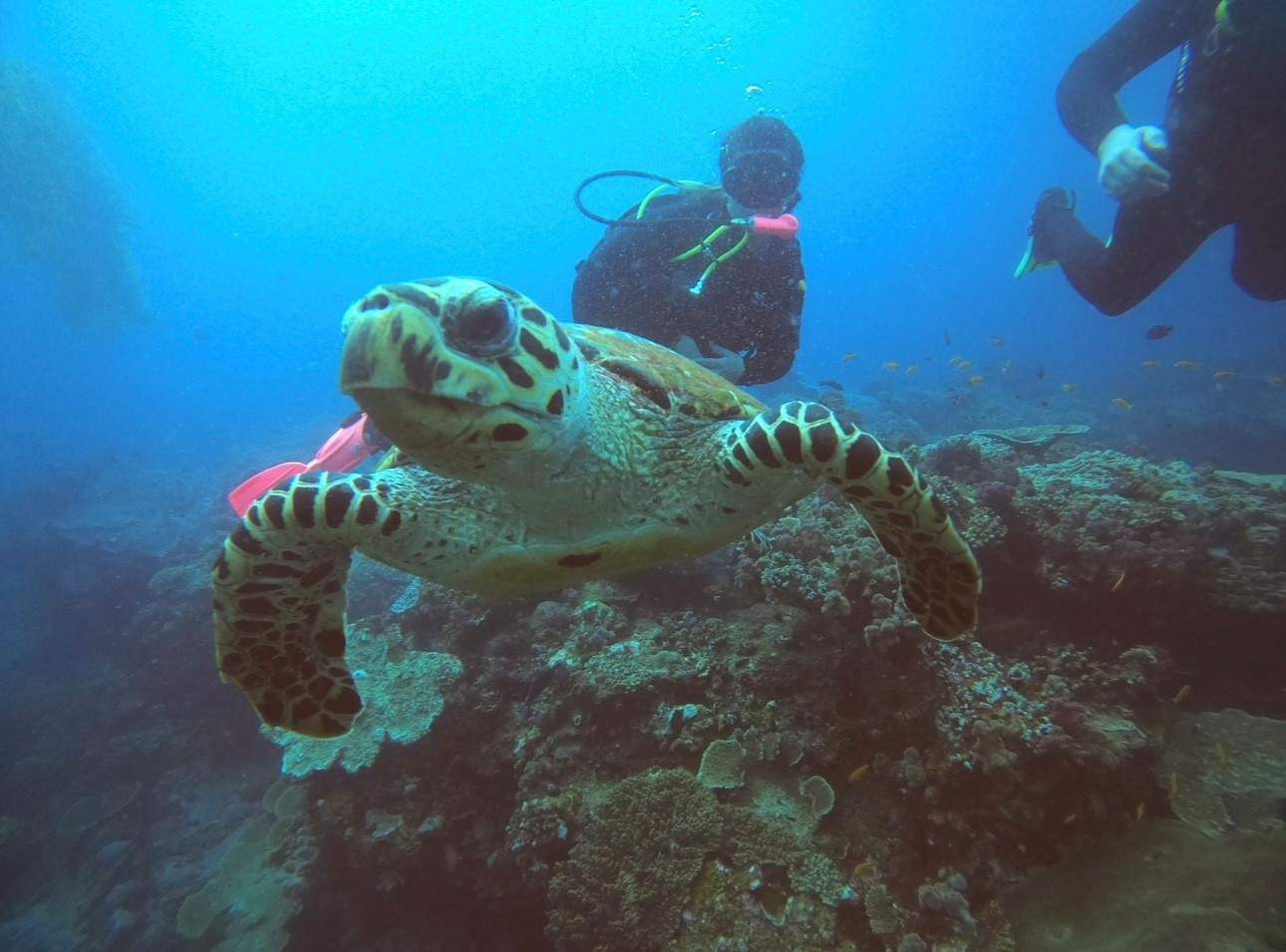 Zinkwazi Dive Charters — photo 1