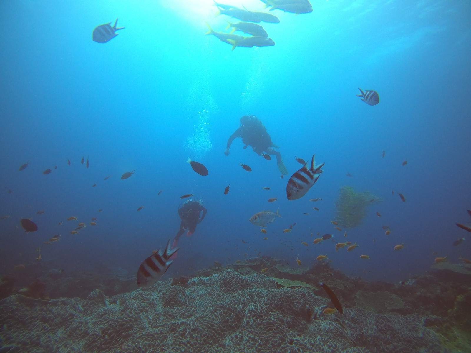 Zinkwazi Dive Charters — photo 2