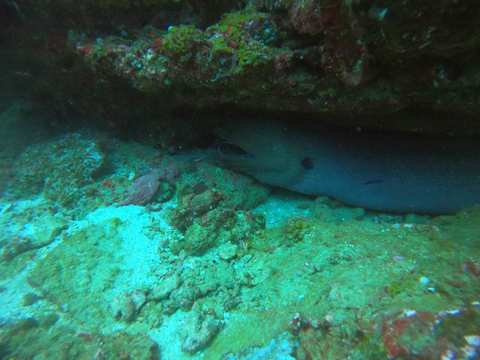Zinkwazi Dive Charters — photo 3