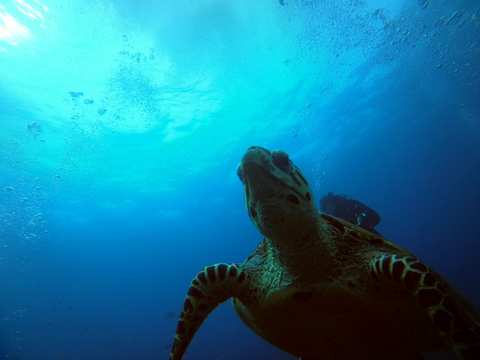 Zinkwazi Dive Charters — photo 4