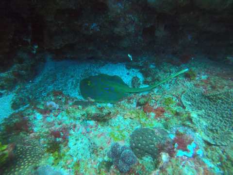 Zinkwazi Dive Charters — photo 5