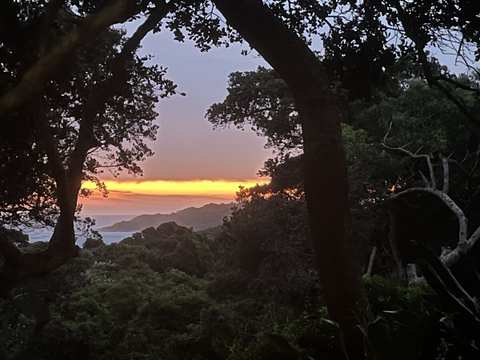 Magical views of the forest and the ocean — photo 5