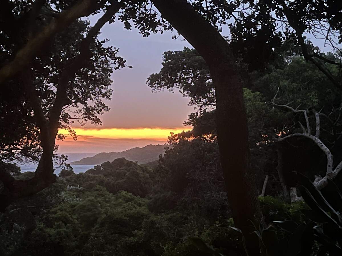 Magical views of the forest and the ocean — photo 5
